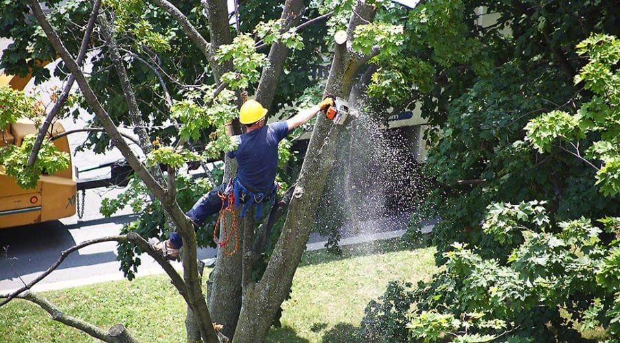 tree services